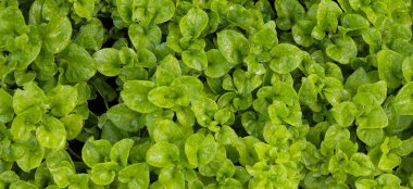 Bir tencerede Brezilya ıspanağı bitkisi