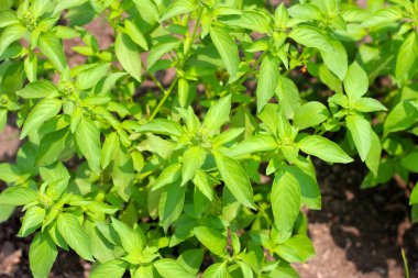 Kıllı fesleğenin taze yeşil yaprakları