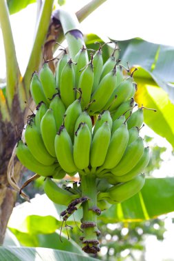 Muz ağacından sarkan taze yeşil muzlar.