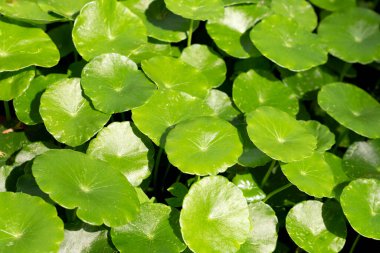 Centella asiatica (gotu kola). Bitkisel ilaç fabrikası