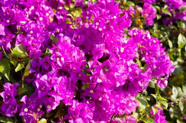 Beautiful bougainvillea flowers with green leaves