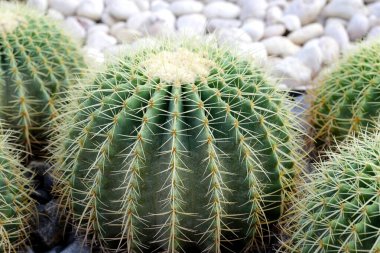 Altın top kaktüsü veya echinocactus grusonii