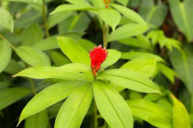 Hintli kızıl, Costus Specosus