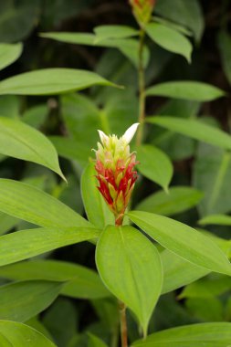 Hintli kızıl, Costus Specosus