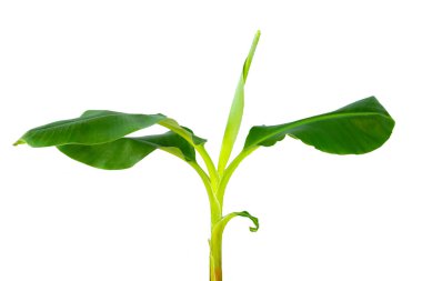 beyaz zemin üzerine genç muz ağacı.