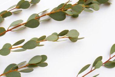 Beyaz arka planda okaliptüs yaprakları. Yeşil yaprak dalları.