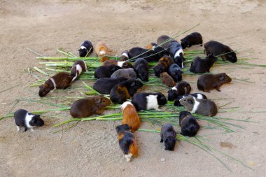 Tatlı kobay fareleri ya da mağara, ot yiyen