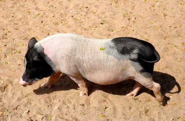 Şirin siyah domuz yürüyüşü