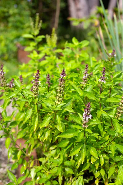 Limonlu fesleğen ve sebze bahçesinde kutsal fesleğen. Bitkiden taze yeşil yapraklar