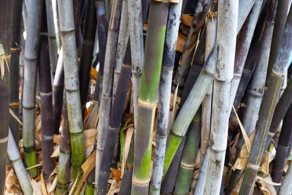 Bahçedeki taze yeşil bambu ağacı
