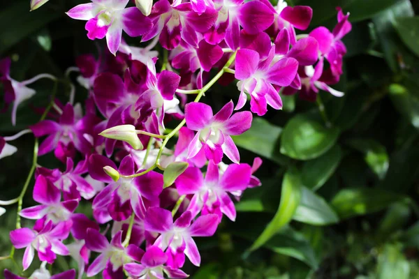 Güzel mor orkide çiçekleri. Çiçek arkaplanı.