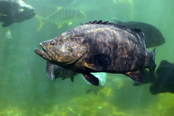 Akvaryum suyundaki dev balık balığı.