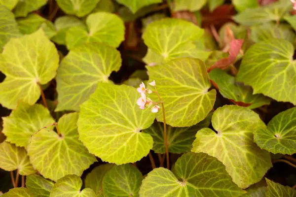 Bahçedeki begonya bitkileri
