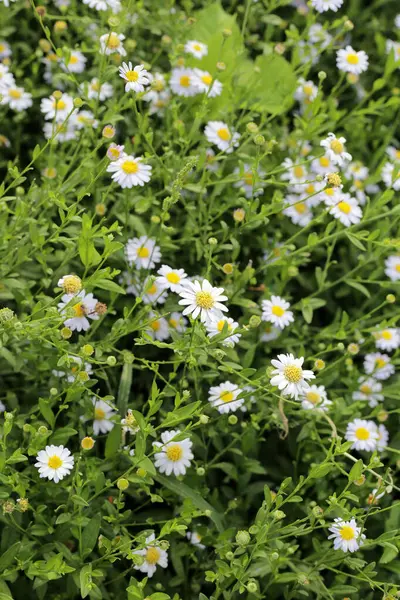 Marguerite beyaz çiçek, Marguerite Daisy
