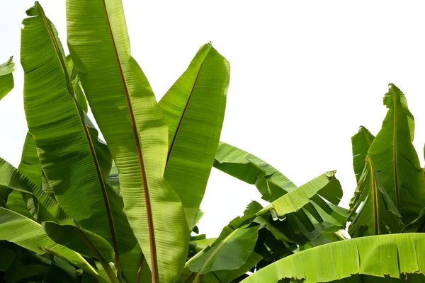 Bahçedeki muz ağacı