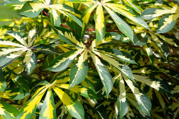 Cassava bitkisi (Manihot esculenta). Yeşil ve sarı yapraklar