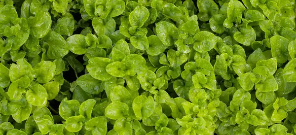 Bir tencerede Brezilya ıspanağı bitkisi