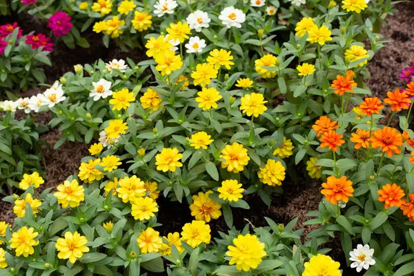 Bahçedeki zinnia çiçeği