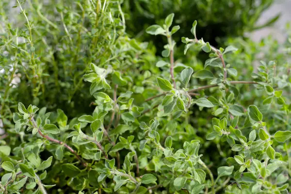 Bahçede taze bitkiler