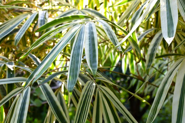 White green leaves of bamboo tree