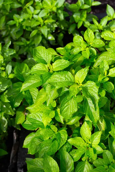 Sebze bahçesinde fesleğenli tatlı fesleğen. Bitkiden taze yeşil yapraklar