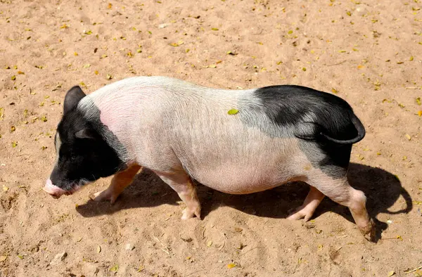 Şirin siyah domuz yürüyüşü