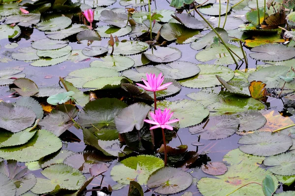 Beautiful water lily. Lotus pond