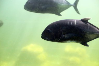 Akvaryum suyundaki dev trevally balığı