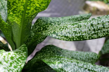 Dracena Hybrid 'in beyaz ve yeşil yaprakları, Jt Stardust