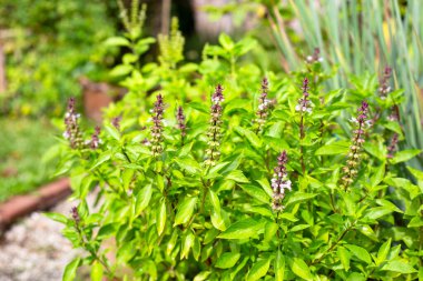 Limonlu fesleğen ve sebze bahçesinde kutsal fesleğen. Bitkiden taze yeşil yapraklar