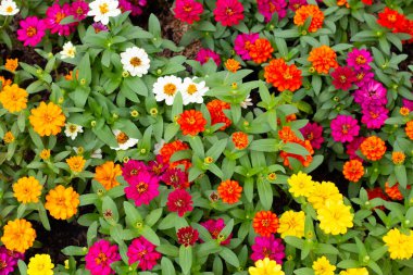 Bahçedeki zinnia çiçeği