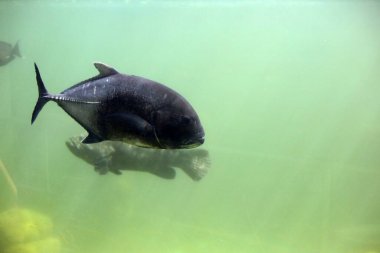 Akvaryum suyundaki dev trevally balığı