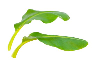 Beyaz arkaplanda muz yaprakları.