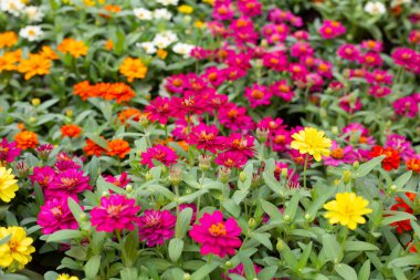 Bahçedeki zinnia çiçeği