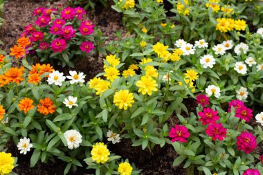 Bahçedeki zinnia çiçeği