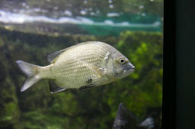 Akvaryum suyundaki piknik deniz ürünleri.