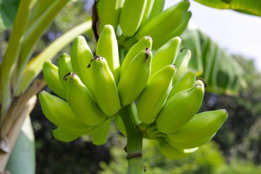 Muz ağacından sarkan taze yeşil muzlar.