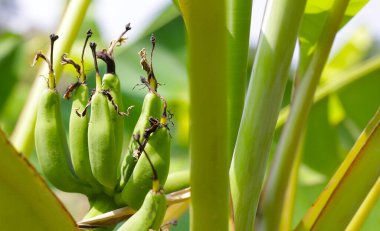 Muz ağacından sarkan taze yeşil muzlar.