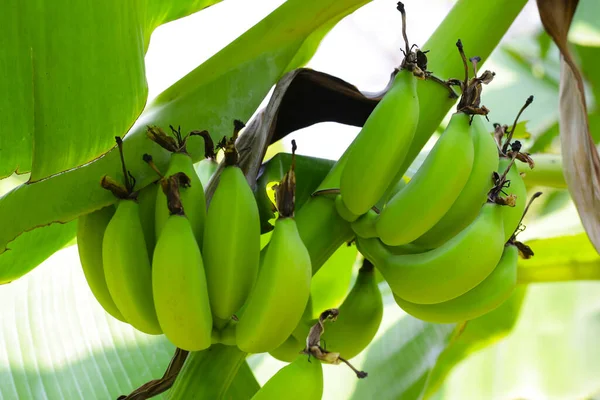 Muz ağacından sarkan taze yeşil muzlar.