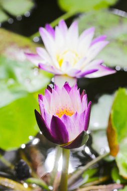 Güzel sulu zambak ya da yeşil yapraklı nilüfer çiçeği