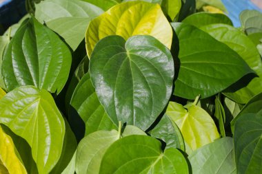 Betel bitkisinin yeşil yaprakları