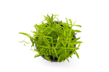 Beyaz arkaplanda taze tarhun.