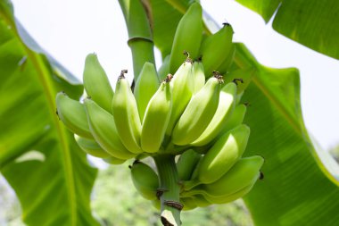 Muz ağacından sarkan taze yeşil muzlar.