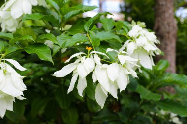 Bahçedeki güzel beyaz Donna çiçeği