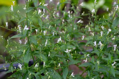 Andrographis bahçede paniklemiş.