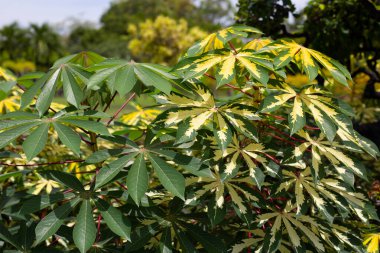 Cassava bitkisi (Manihot esculenta). Yeşil ve sarı yapraklar