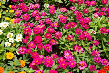 Bahçedeki zinnia çiçeği