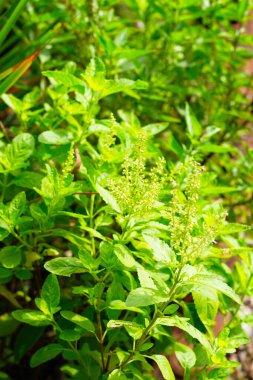 Limonlu fesleğen ve sebze bahçesinde kutsal fesleğen. Bitkiden taze yeşil yapraklar