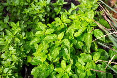 Sebze bahçesinde fesleğenli tatlı fesleğen. Bitkiden taze yeşil yapraklar