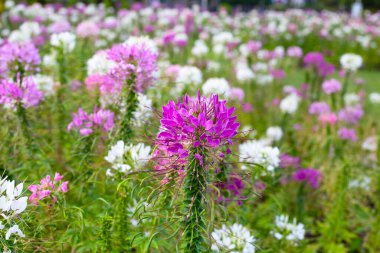 Parktaki Cleome Spinosa çiçeği